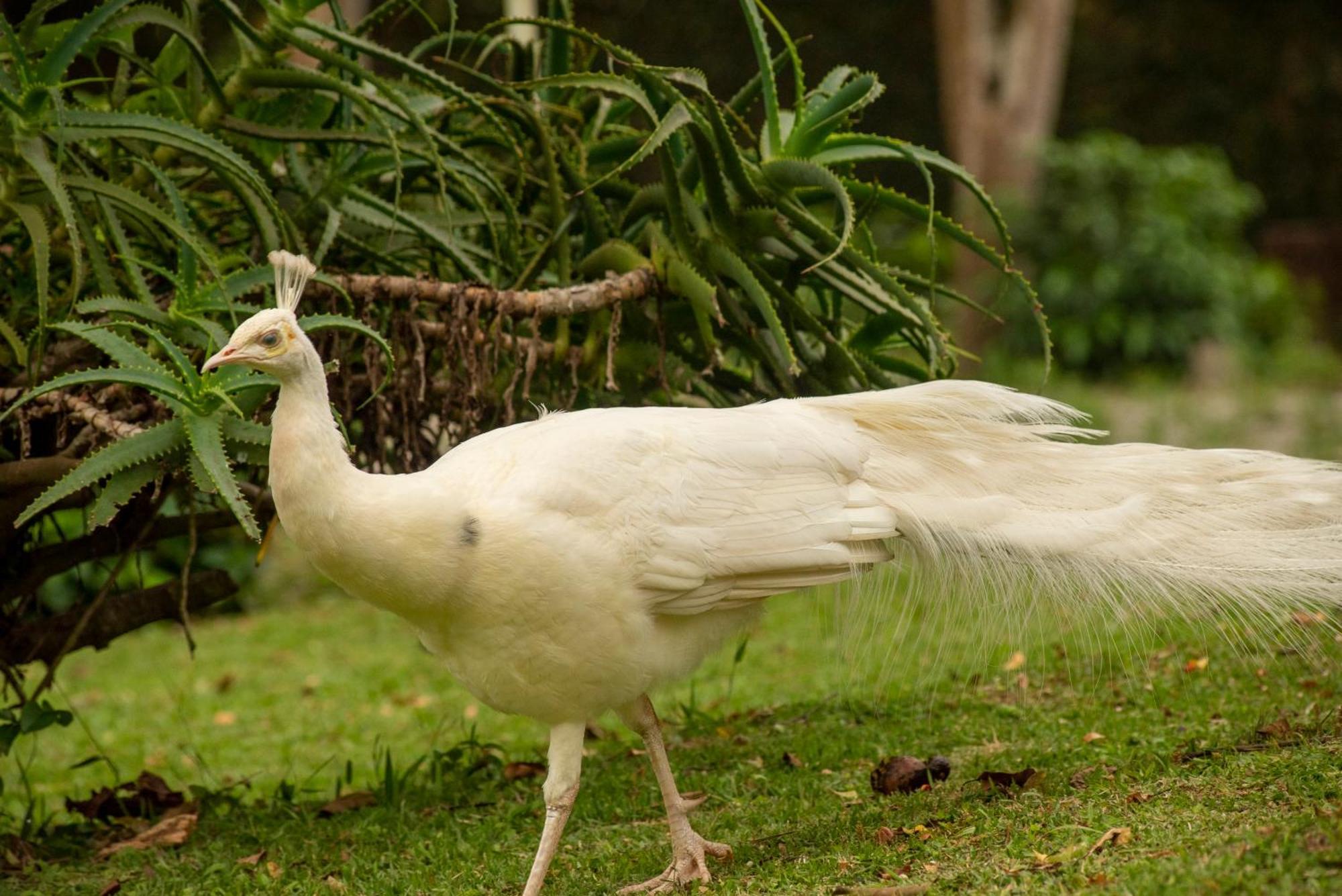 Pousada Chacara Rio Jordao Florianópolis Kültér fotó