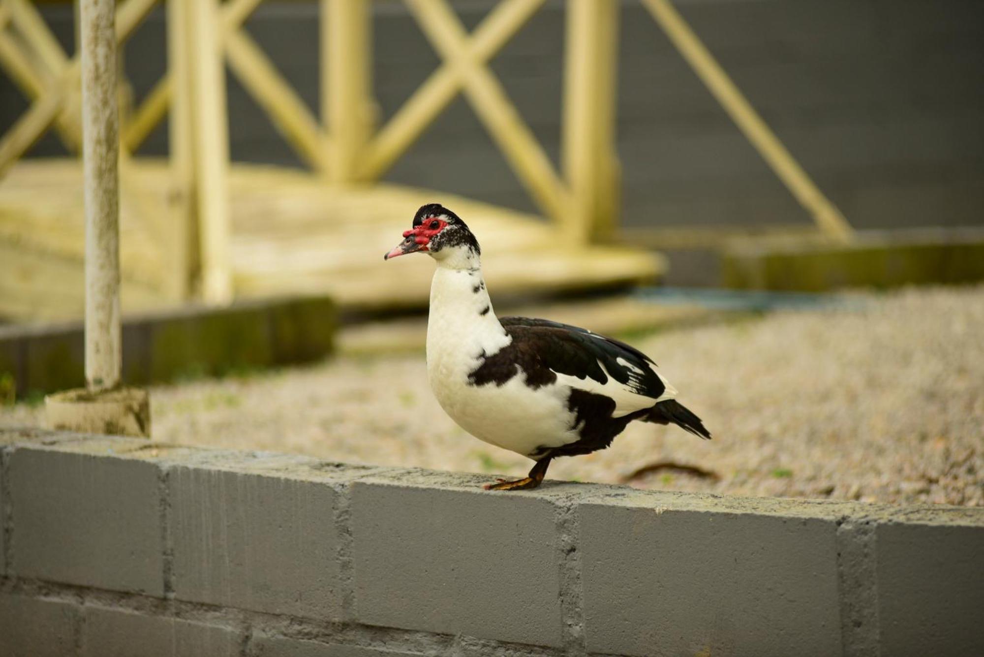 Pousada Chacara Rio Jordao Florianópolis Kültér fotó